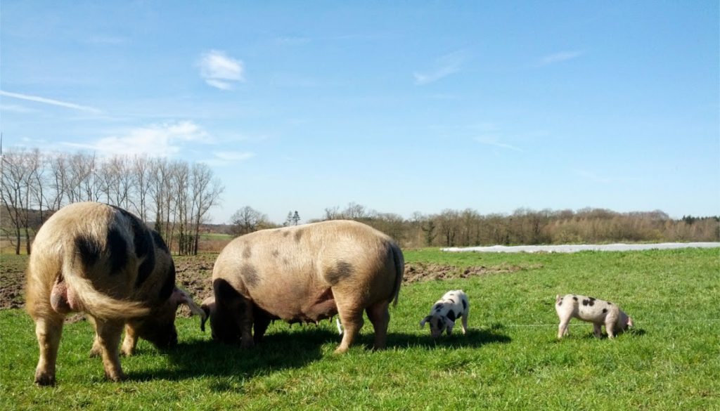 Freilandschweine: Chance oder große Gefahr?