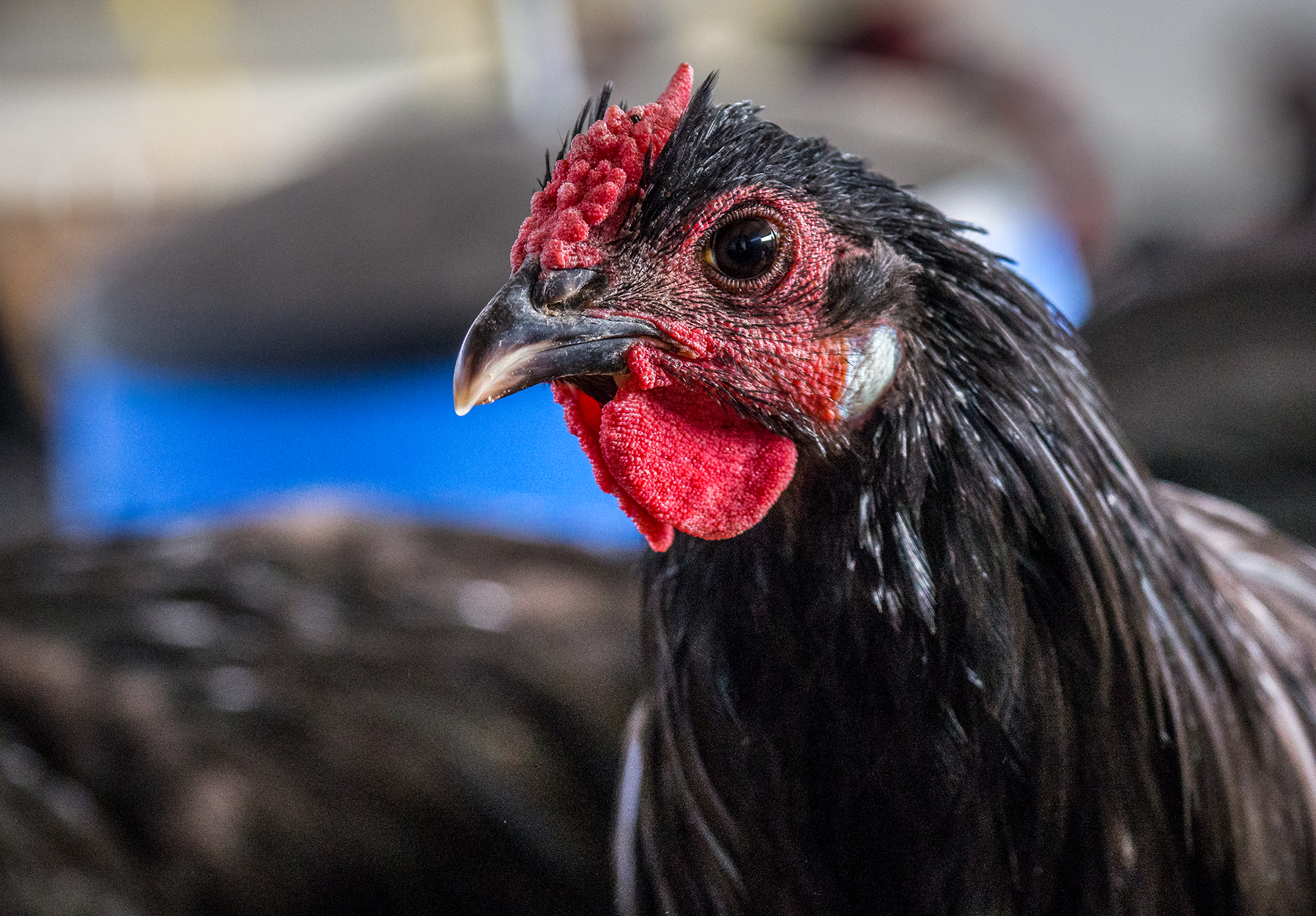 181225_Junghenne Der HofhuhnBlog